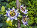 Master Gardeners of Napa County: Why plant a passionflower?