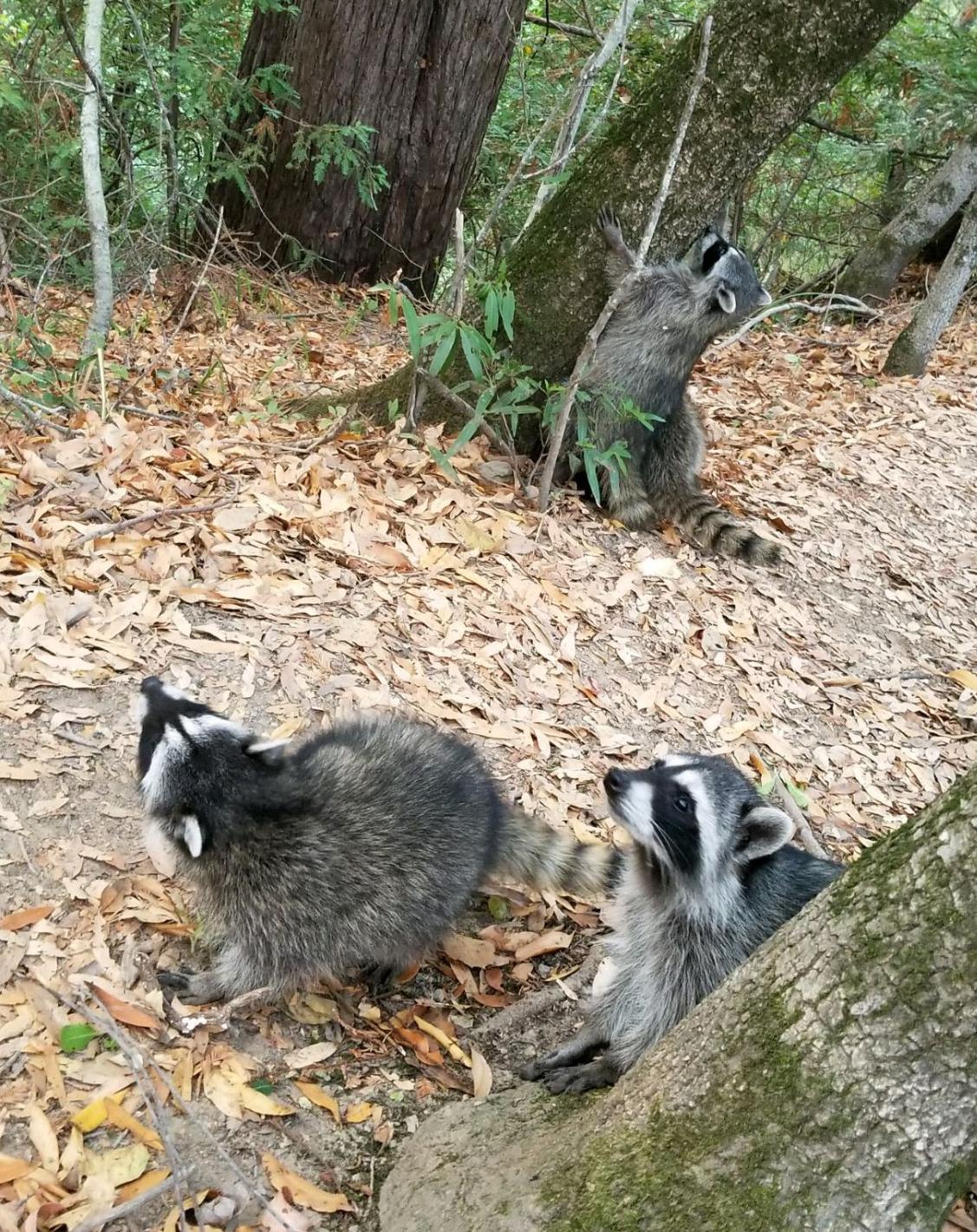 eagle eye born free raccoon edition american canyon eagle
