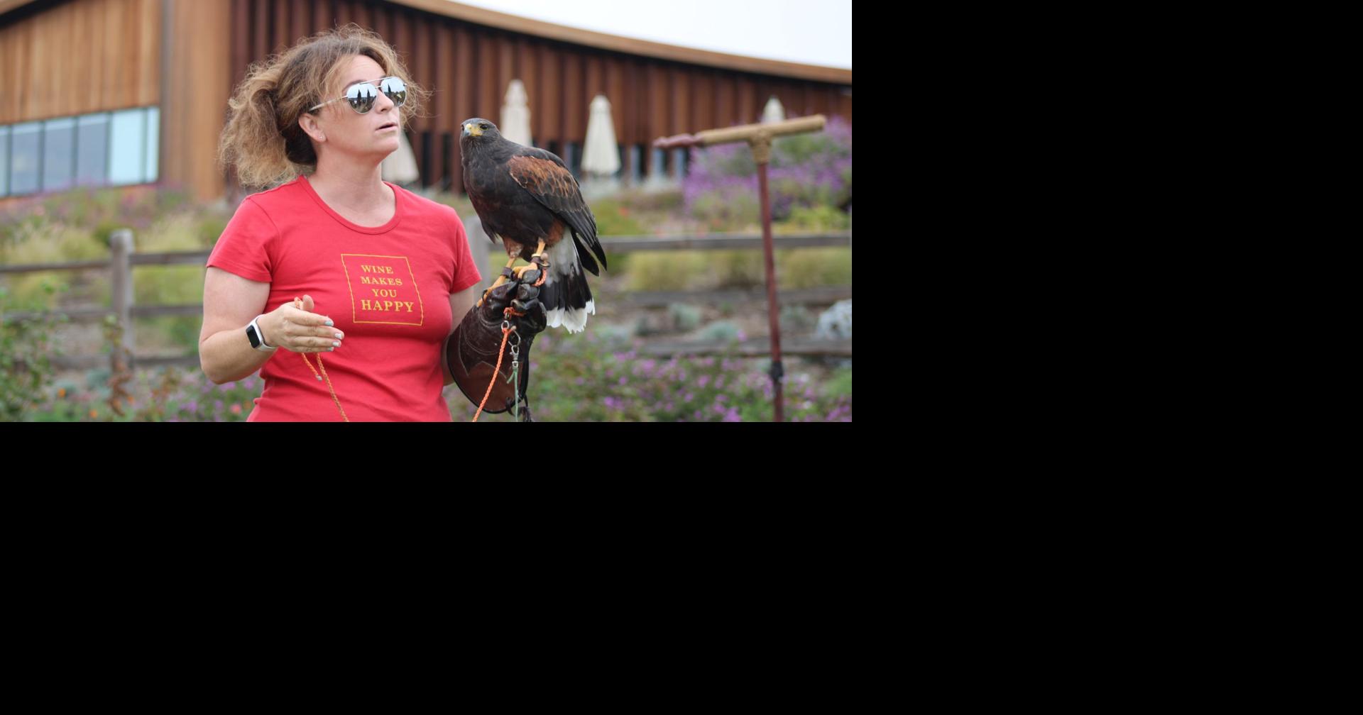 Napa-based falconer establishes Professional Falconers Association to ...