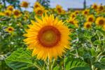 Master Gardeners of Napa County: Here come the sunflowers