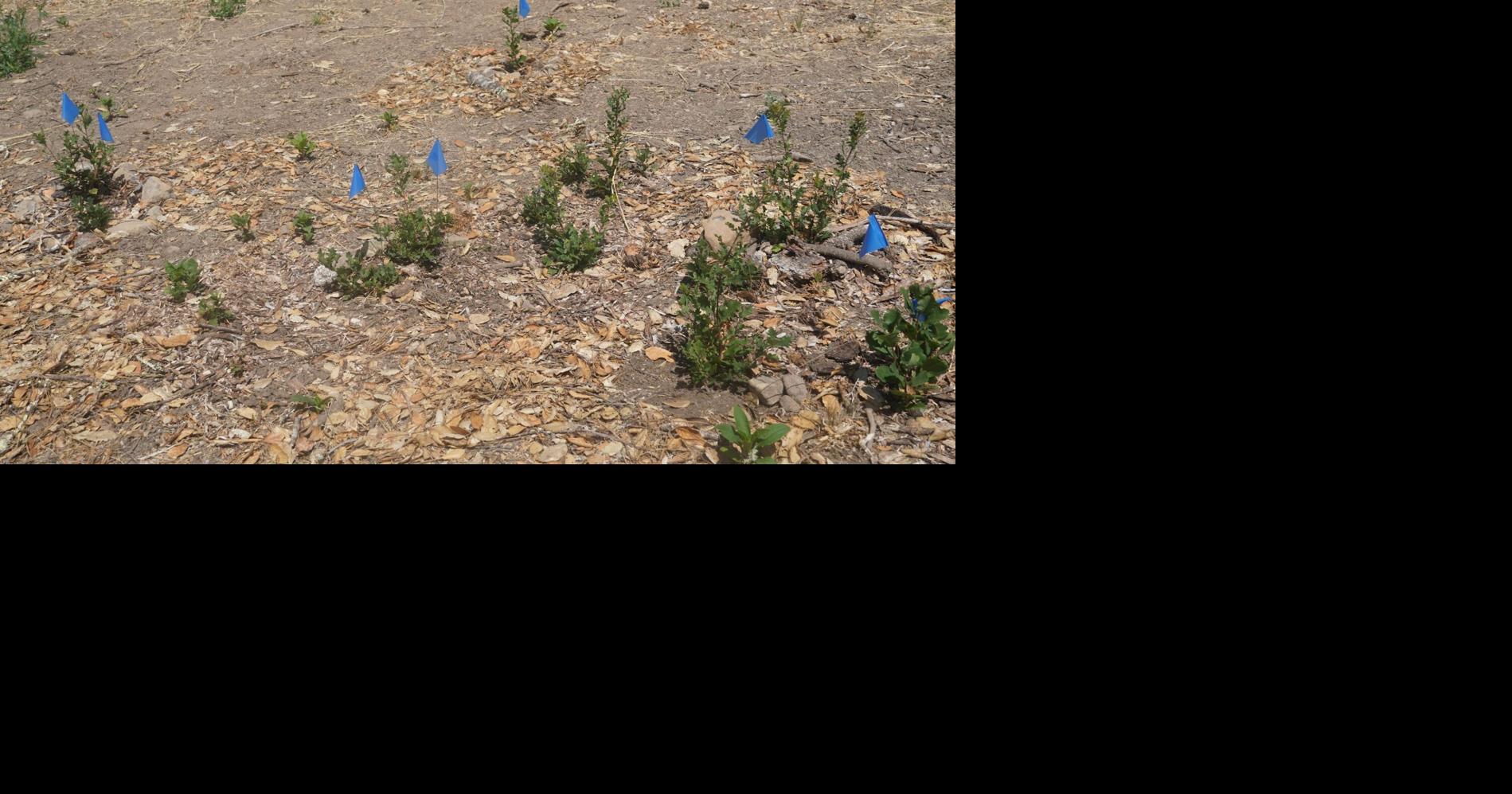 Seedlings take root at St. Helena lot where majestic oak was felled