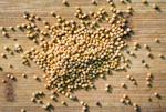 Mustard seed