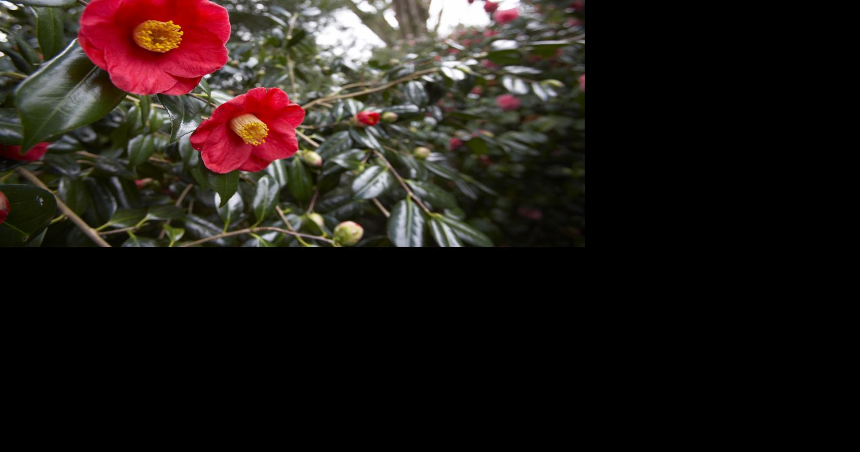 Master Gardeners: Flowers for a winter garden | Home and Garden