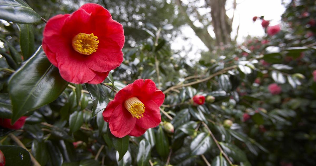Master Gardeners: Flowers for a winter garden | Home and Garden Master Gardeners: Flowers for a winter garden | Home and Garden