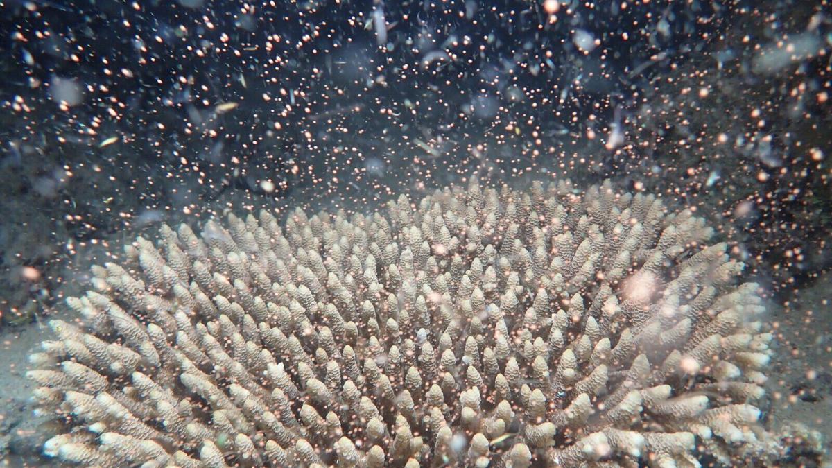 Great Barrier Reef explodes into life in 'magical' spawning event