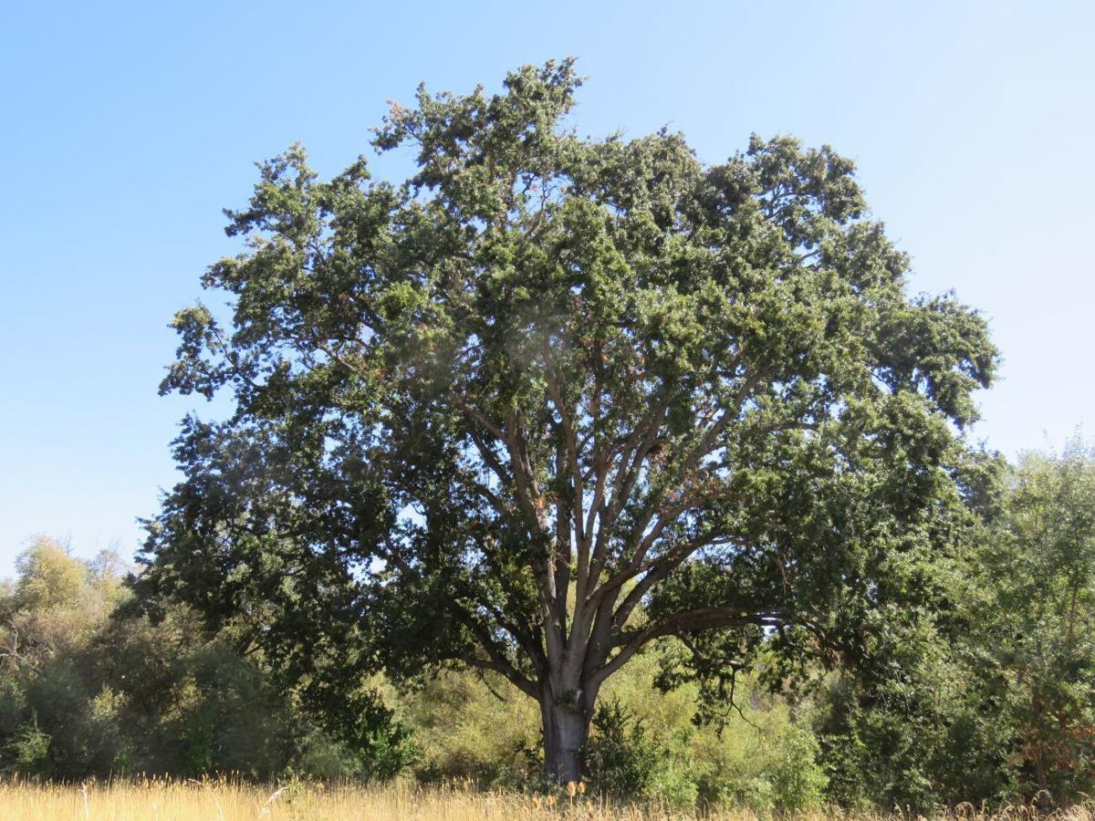 Kathleen Scavone Napa Valley S Living Landscape A Day In