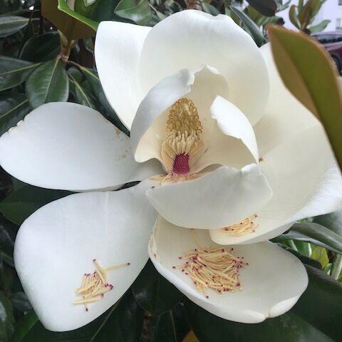 Napa County Master Gardeners: Magnolias and memories - Vimarsana News