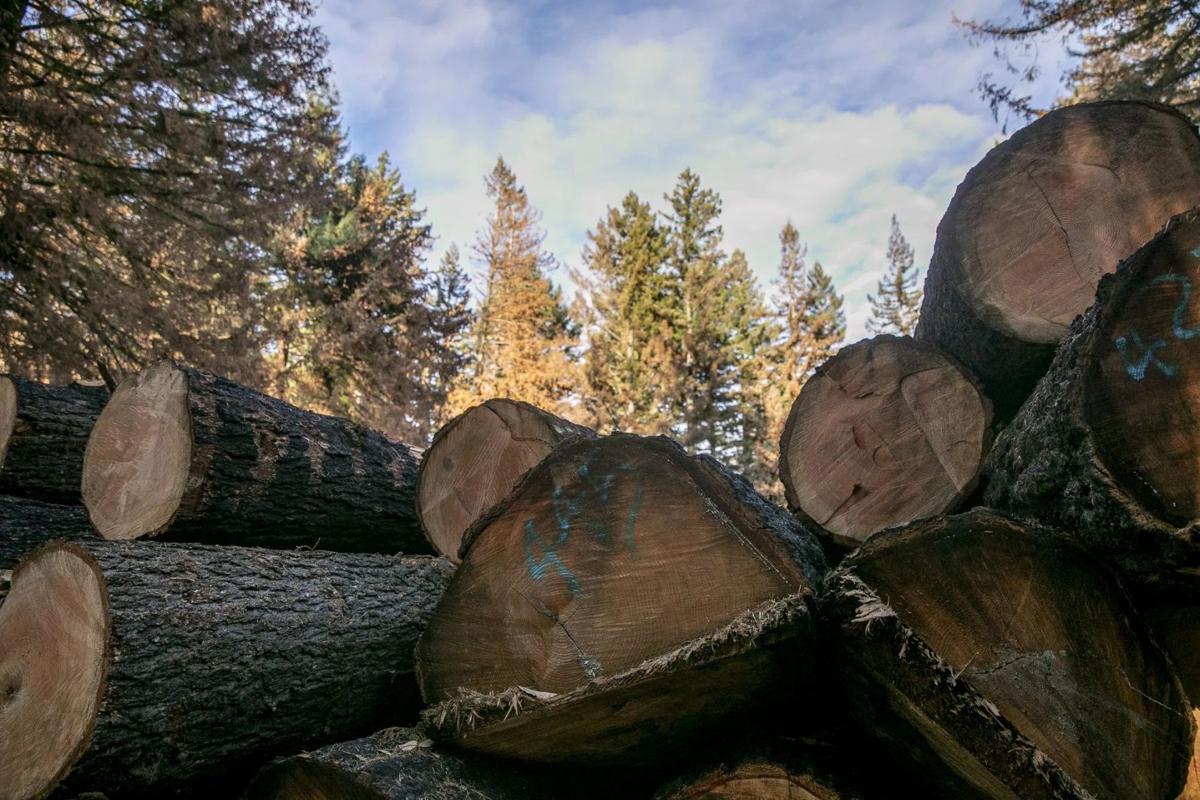 Whack and stack: PG&E’s toppling of trees creates new hazards