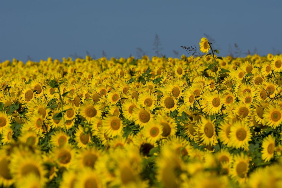 Sunflowers