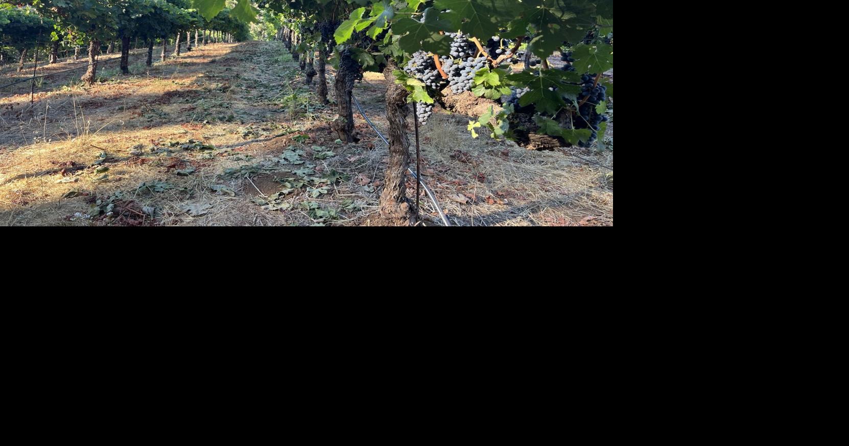 Napa Valley harvest report: Reds begin as early harvest continues