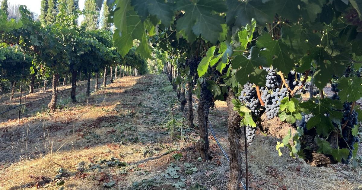 Napa Valley harvest report: Reds begin as early harvest continues