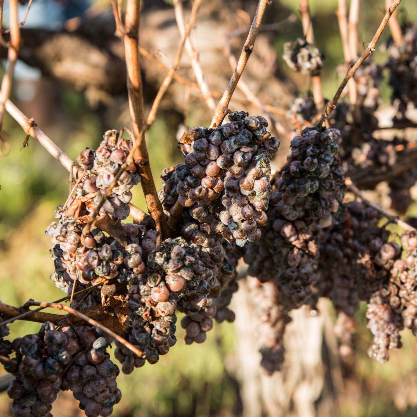 Late Harvest Sauvignon Blanc Grapes Picked In Early January At   5e2b4ee36f2f0.image 