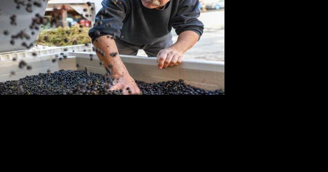Meet Sheldon Richards of Paloma Vineyard in Napa Valley - Vimarsana News