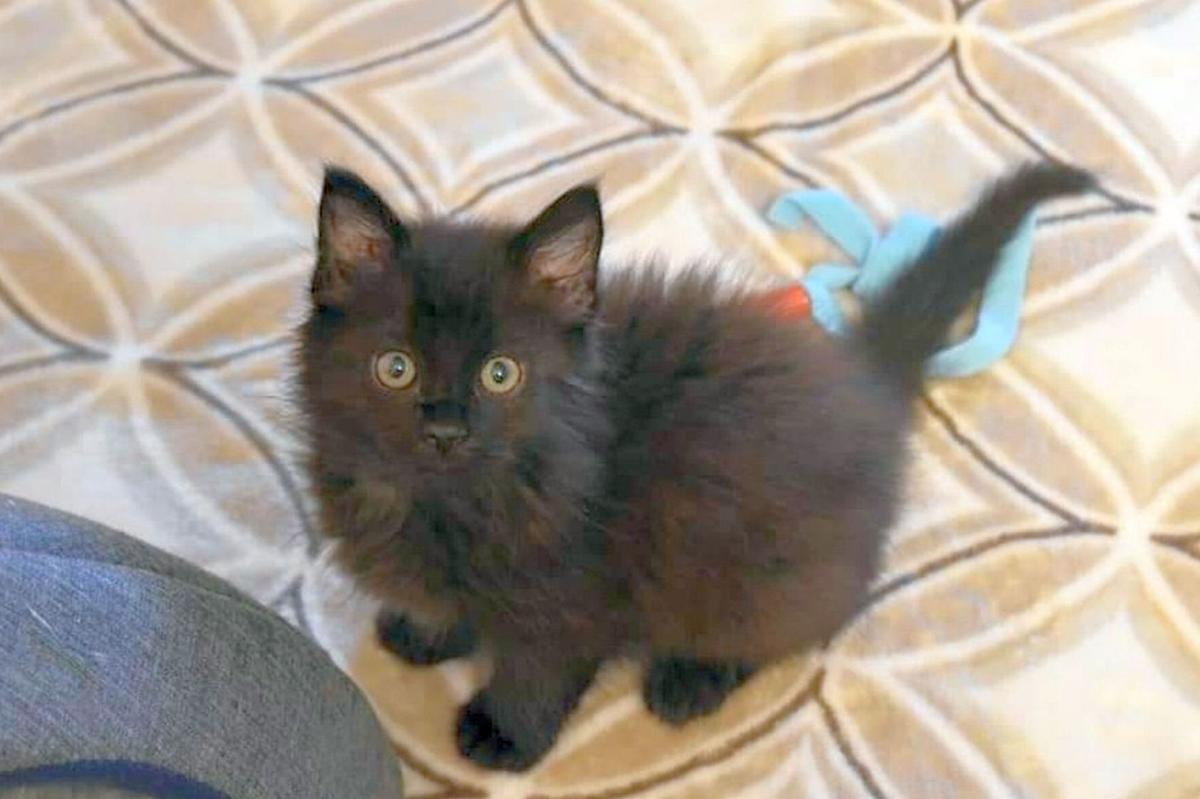 Adopt a Pet | Moonshine