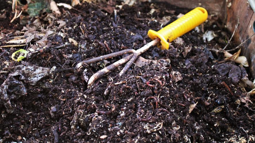 Inside the worm bin, Debbie Stevens
