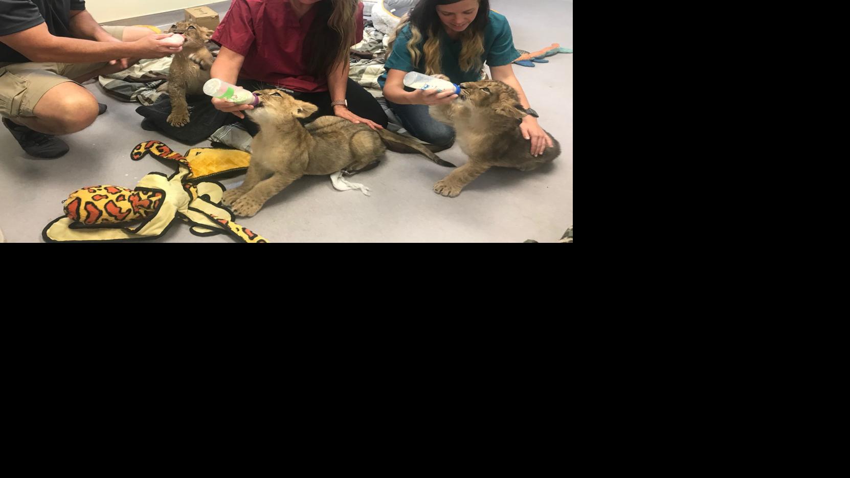 Lion Cubs Join Six Flags Discovery Kingdom In Vallejo Local News