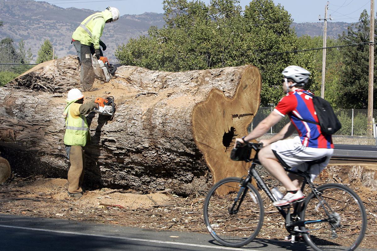 Napa Valley Vine Trail
