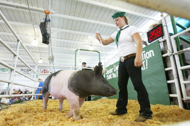 Junior Livestock Auction Draws A Crowd The Weekly Calistogan