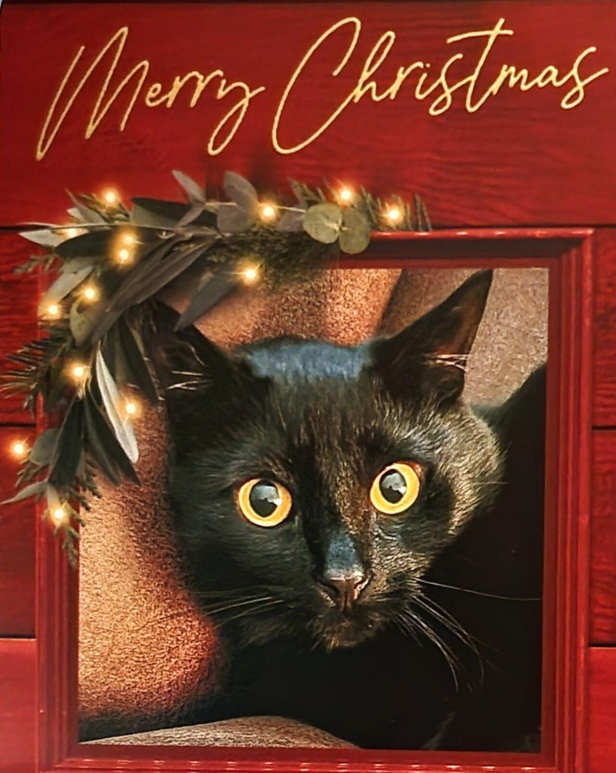 christmas santa cat profile picture