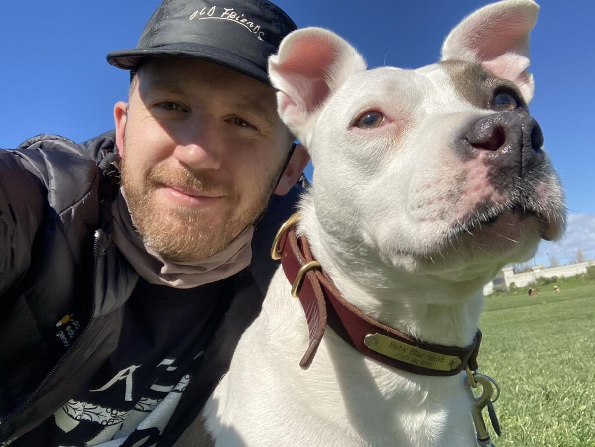 cool casual look pit bull terrier dog wearing a baseball cap or