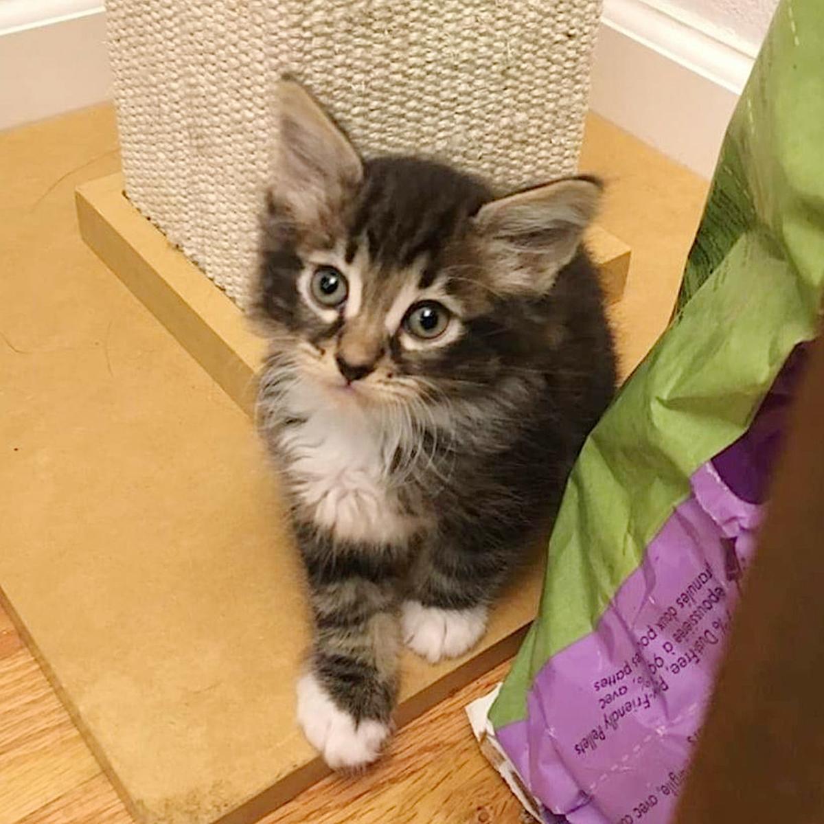 Adopt A Pet Mittens Wolverine And Sabertooth Lifestyles Napavalleyregister Com