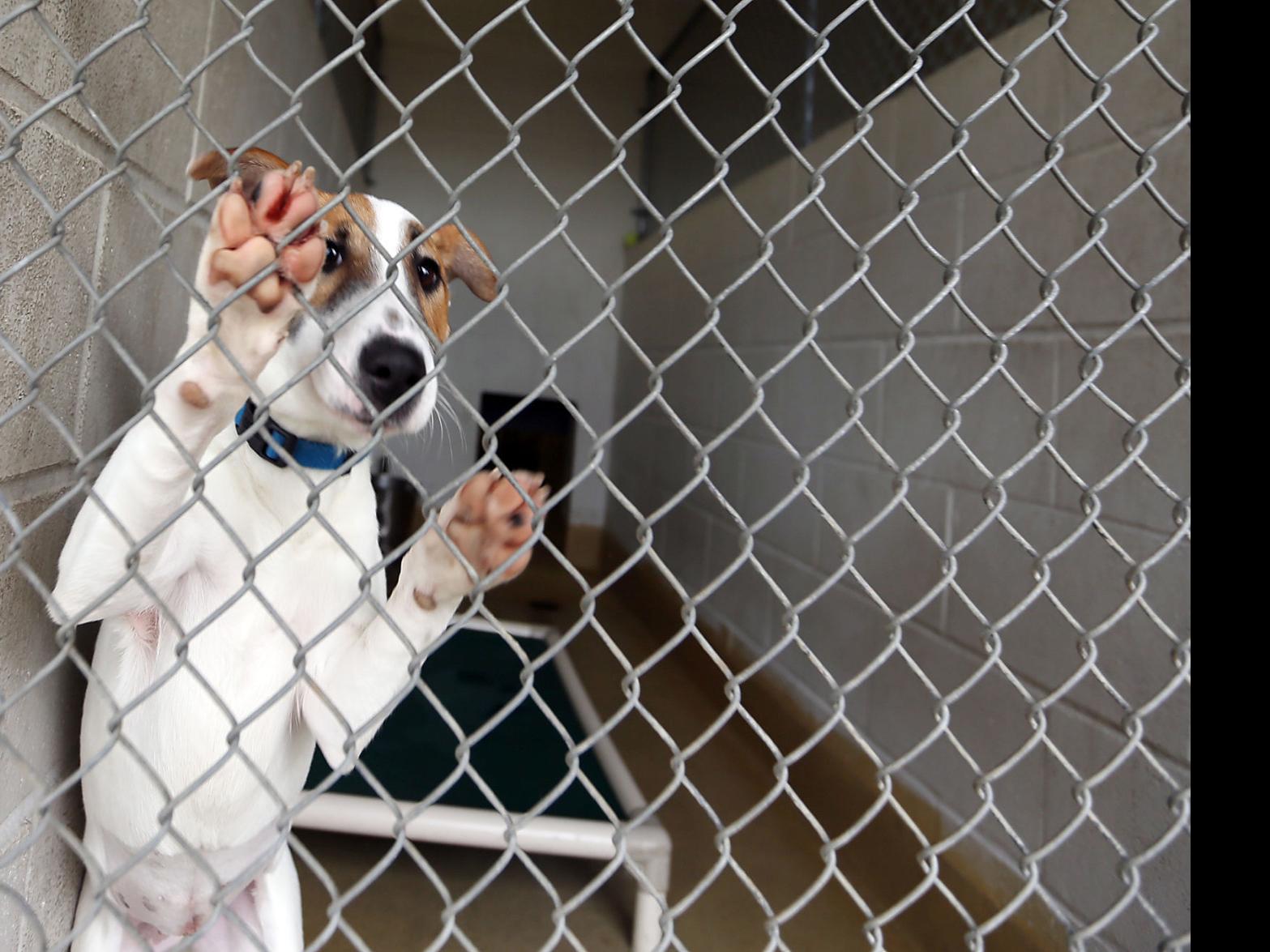 Napa County Takes Initial Look At Establishing Animal Abuse Registry Local News Napavalleyregister Com