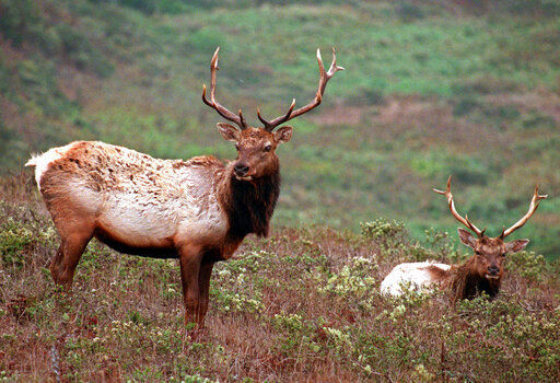 Officials propose killing elk for cattle in California park