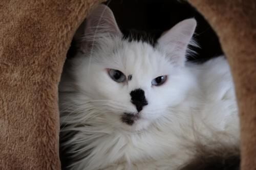 Snowball