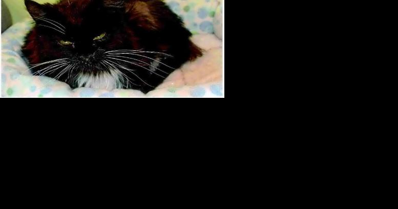 St Helenas We Care plans new cat building