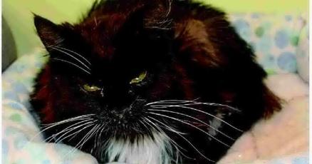 St Helenas We Care plans new cat building St Helenas We Care plans new cat building