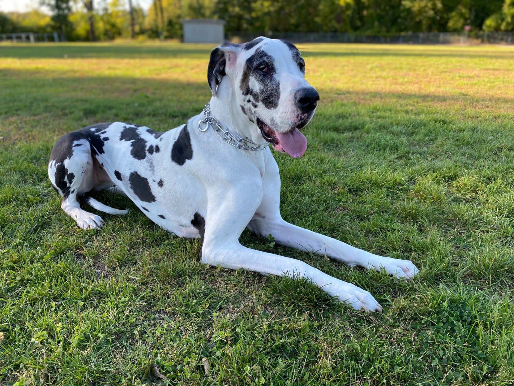 Great dane outlet anxiety medication