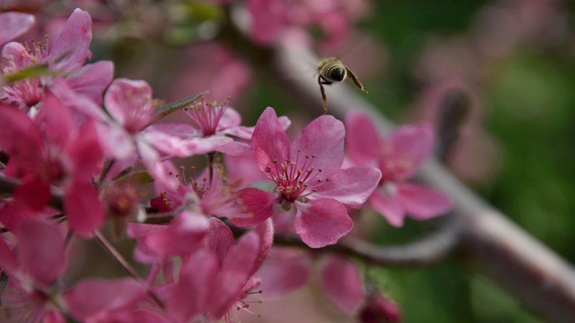 Napa Valley’s Residing Panorama: Gardening for the birds and bees | House and Backyard
