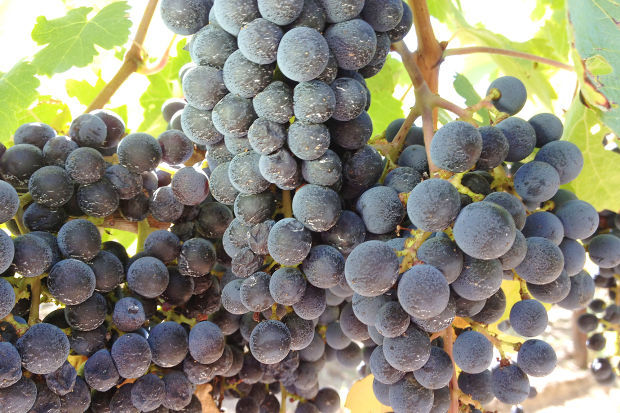 Grapes