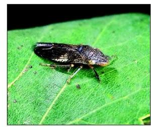 County addressing glassy-winged sharpshooter threat