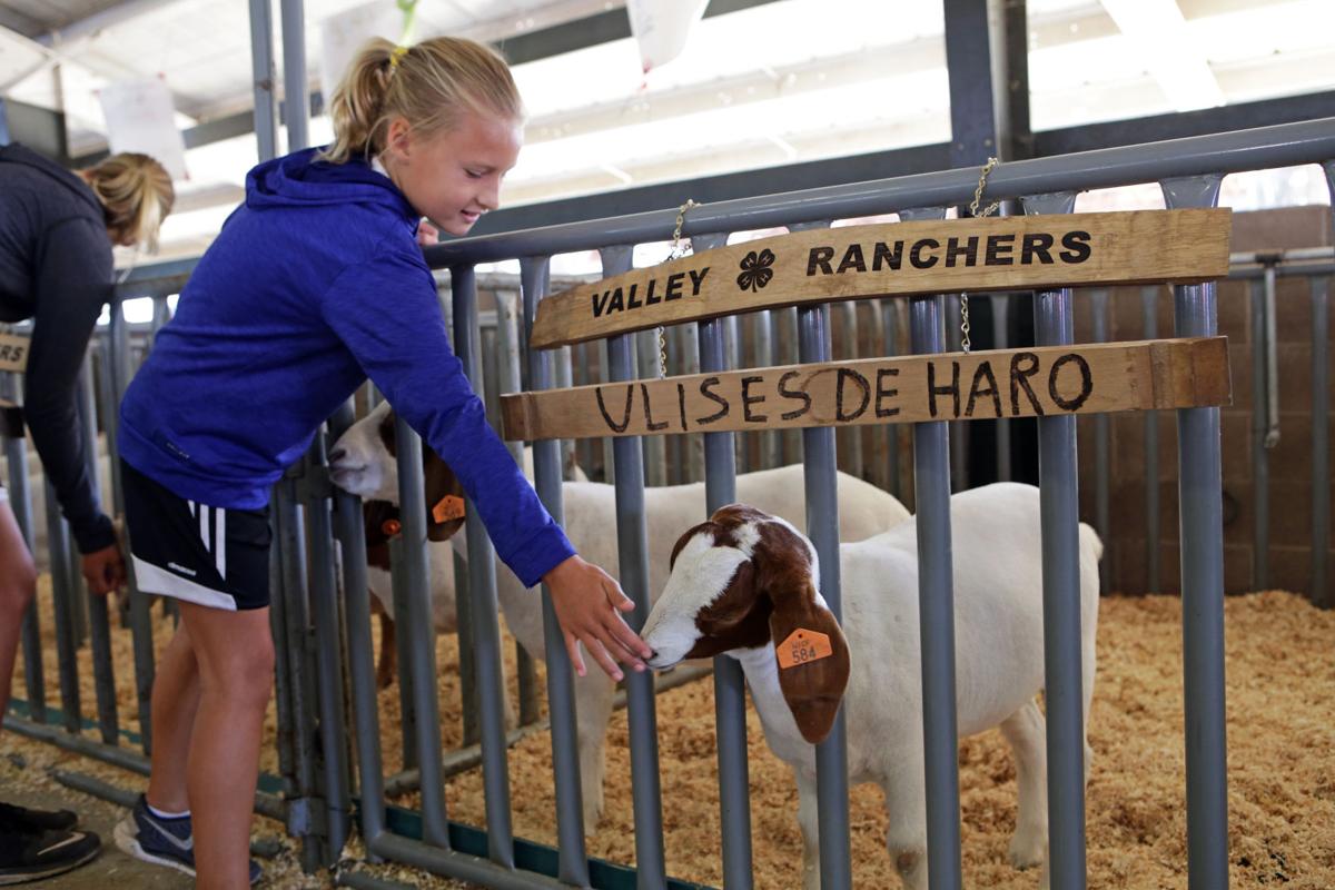 Junior Livestock Auction 2017