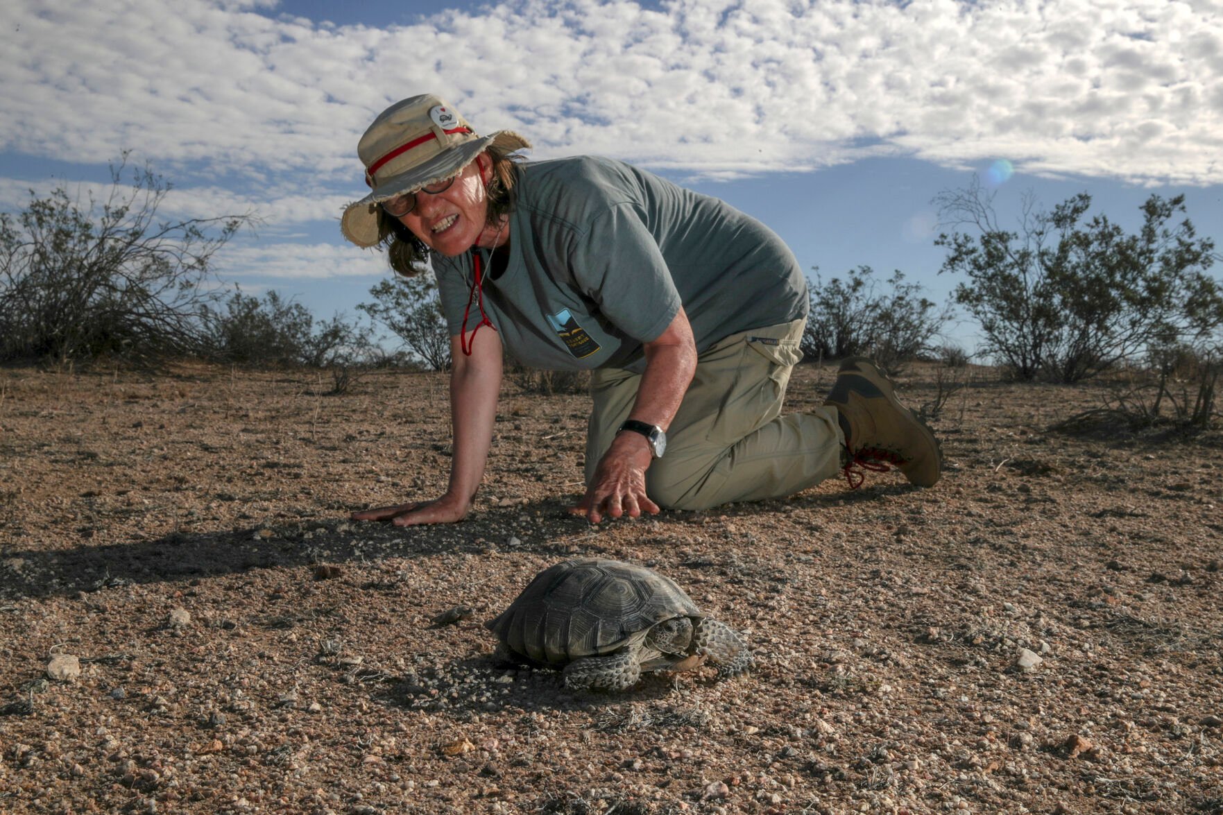 California's Mojave desert tortoises move toward extinction. Why saving them is so hard