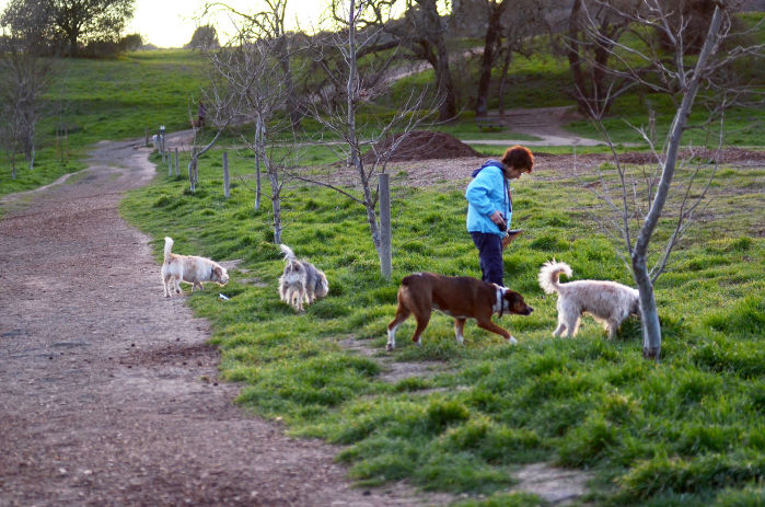 dog leash 2012 online