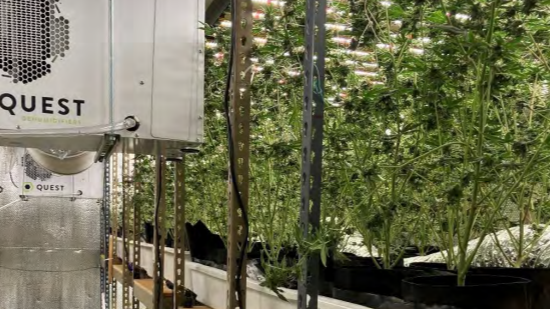 Big illegal cannabis grow in American Canyon triggers appeal - Vimarsana News
