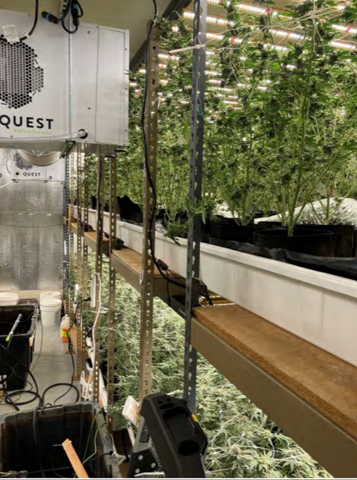 American Canyon cannabis grow