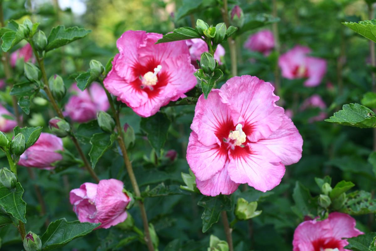 The Rose Of Sharon Rises Again Home And Garden