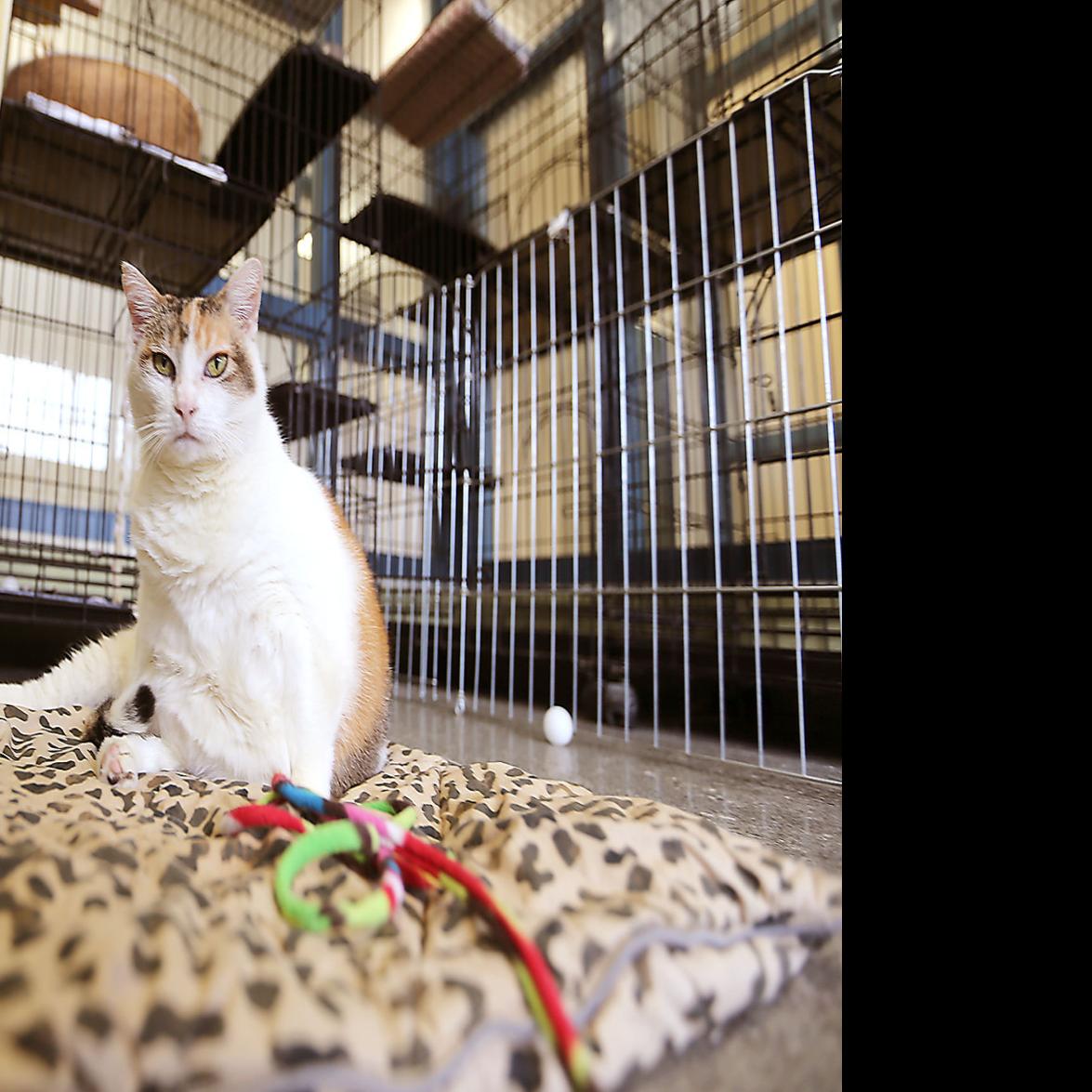 Free Spay Neuter Services Offered For Napa Cats Local News Napavalleyregister Com