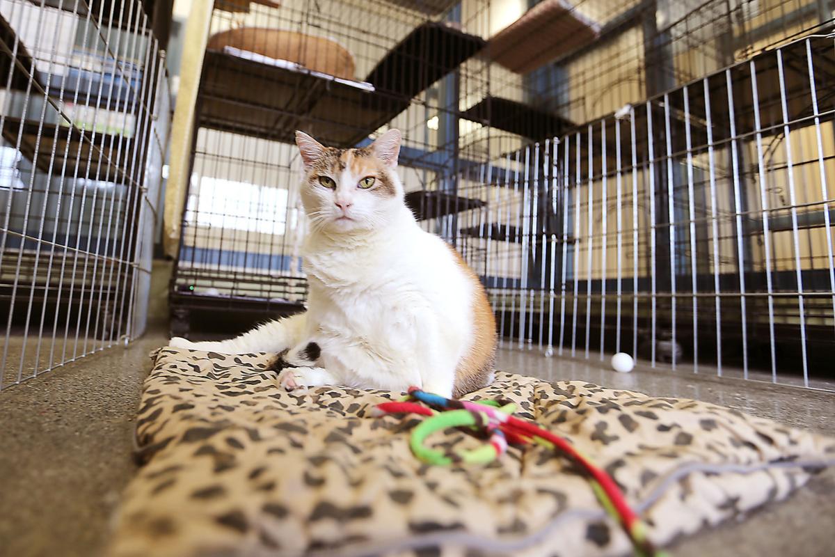 Free spay/neuter services offered for Napa cats | Local ...