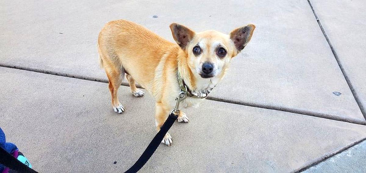 Adopt a Pet | Daisy