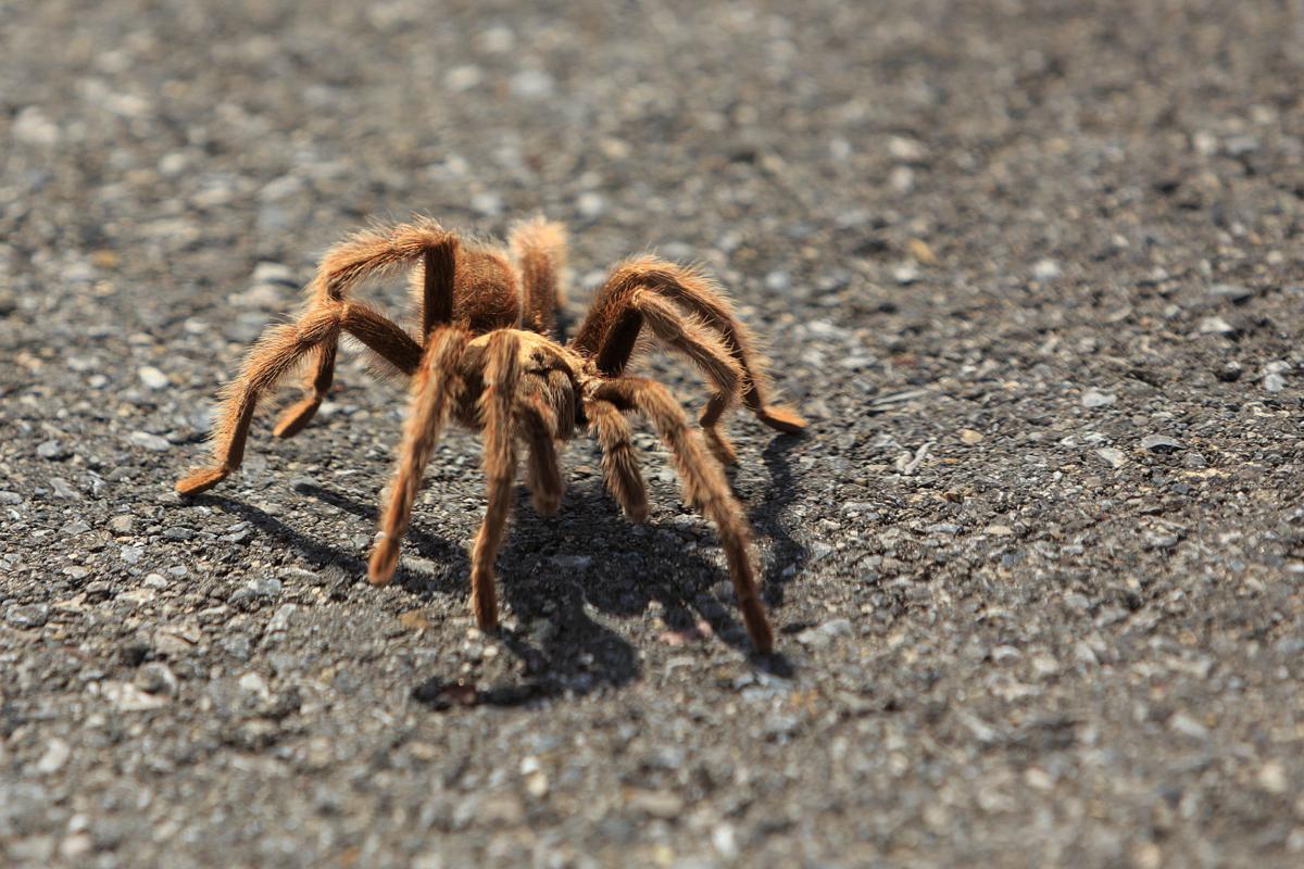 Tarantulas looking for love in California; hikers warned State