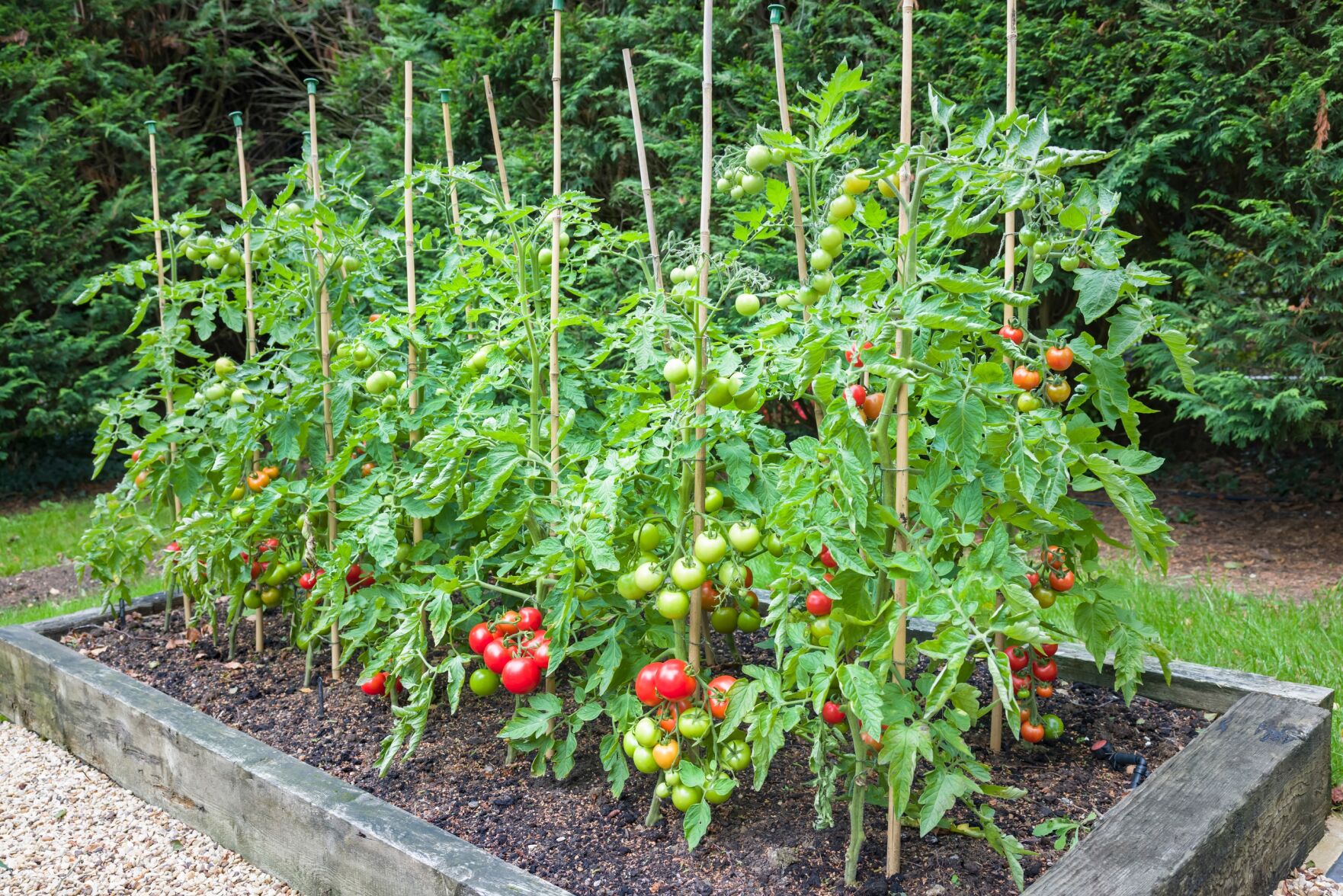 Napa County Master Gardeners: Tomato adventures