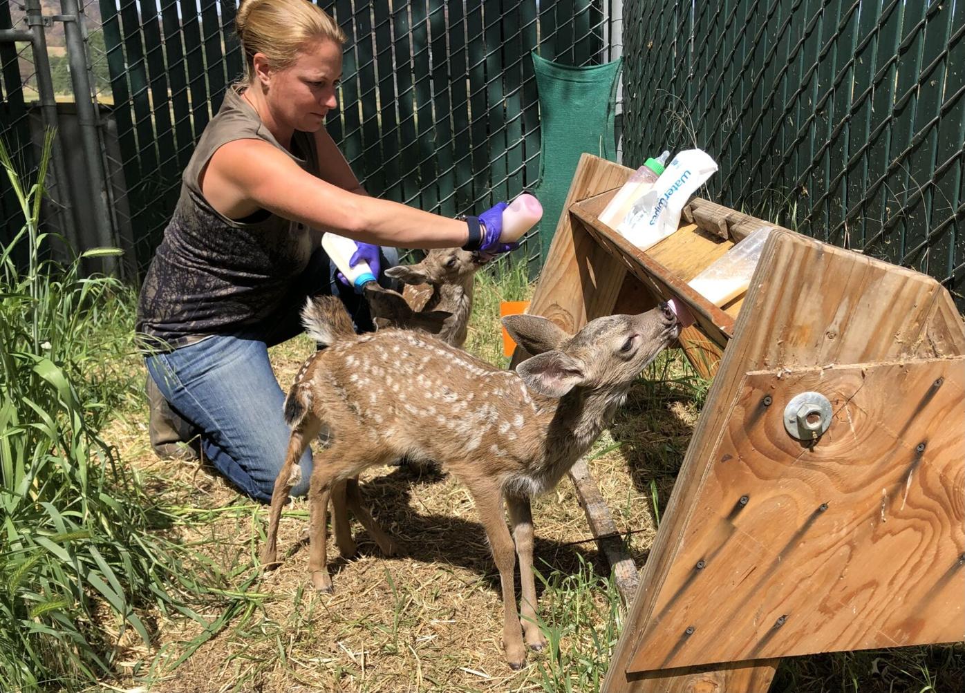 Rescued fawns dodge falling tree limbs, fence rebuild begins | News |  napavalleyregister.com