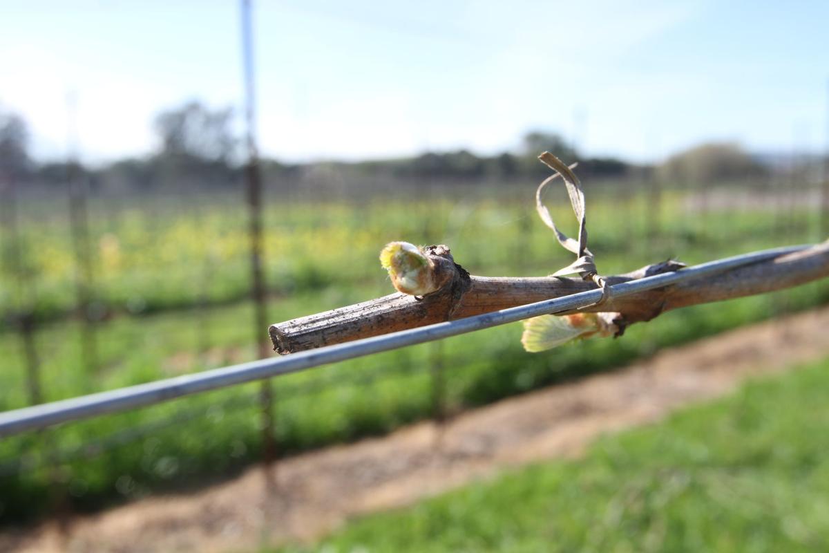 Thomson Vineyards bud break 2020