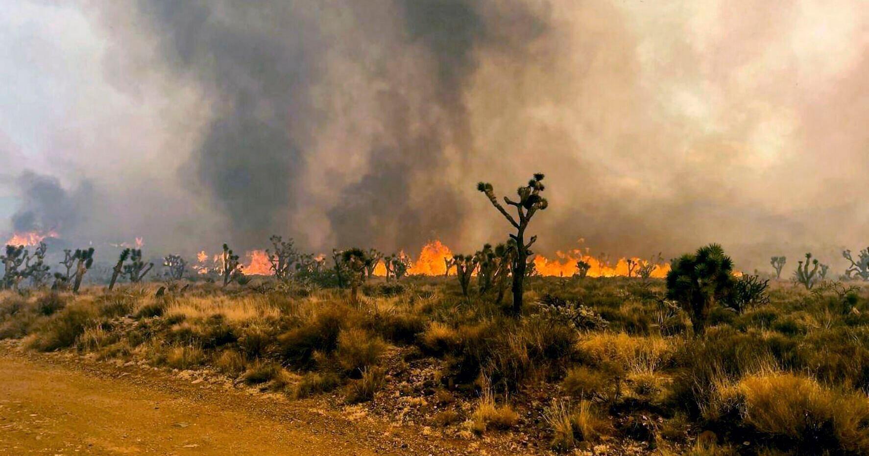 Why California is having its best wildfire season in 25 years - Vimarsana News
