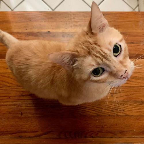Adopt a Pet | Slick