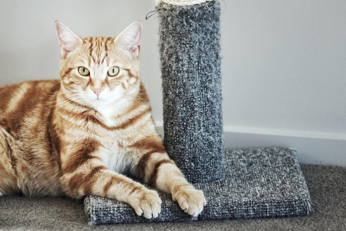 LIFE-PETS-CATS-SCRATCHING-DMT